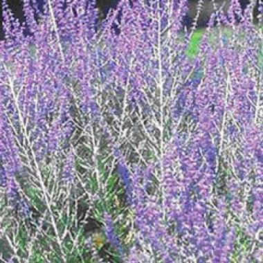 Russian Sage: Perovskia atriplicifolia