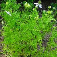 Cumin (black) seeds