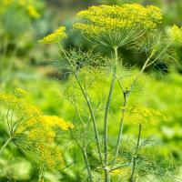 Florist's Dill seeds