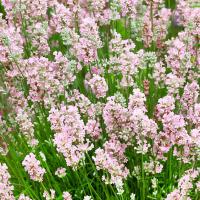 Lavender BeeZee Pink