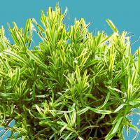 Lavender Platinum<br />Blonde (Momparler)