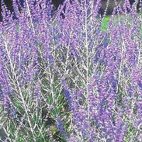 Russian Sage: Perovskia atriplicifolia