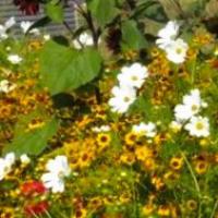 Tall flowering pollinator seed mix