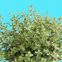Thyme 'Silver King