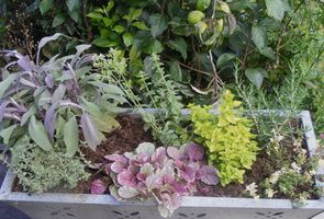 Herb Trough for Autumn